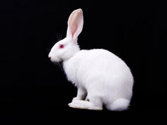 白兔子