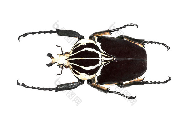 甲虫 (goliathus goliathus) 被隔绝反对白色背