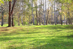 林间空地里的绿色草地公园与桦树在夏天阳光灿烂的日子