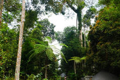 马来西亚热带雨林的树木种类.