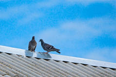鸽子正靠着天空坐在屋顶上.