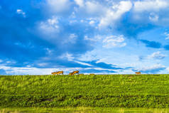 日落时的青山和草地(农田)风景如画.奶牛吃草，特写。蓝天和云彩在后面.Idyllic农村场景.