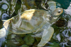 白化海龟的特写。白海龟在清澈的海水中游泳.