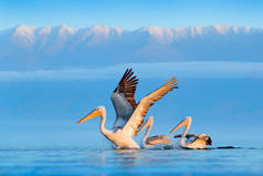 希腊克基尼湖的达尔马提亚水、佩莱亚斯·克里普斯。蓝色水面上的帕利坎。来自欧洲自然的野生动物场景。鸟与山在背景. 