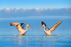 希腊克基尼湖的达尔马提亚水、佩莱亚斯·克里普斯。蓝色水面上的帕利坎。来自欧洲自然的野生动物场景。鸟与山在背景. 