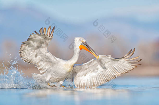 达尔马提亚鹈鹕，Pelecanus crispus，登陆希腊Kerkini湖。 有张开翅膀的鹈鹕 <strong>来自</strong>欧洲自然的野生动物场景。 鸟儿在水里开始鸣叫. 