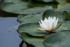 池塘里盛开的白睡莲