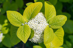 一朵朵盛开的白葡萄、桃金娘花和花蕾的特写。在模糊的背景下，一丛丛绽放的白色水草的分枝