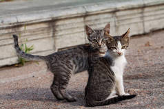 两只猫- -两只快乐的朋友，流浪街头的猫，住在城市街道上
