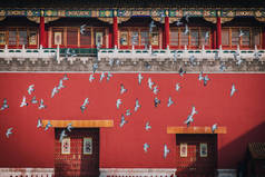 中国北京紫禁城广场上的鸽子。请看《中国日报》的报道：北京市红墙前的鸽子. 