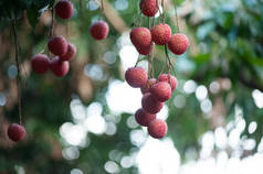  荔枝在树上生长的热带水果