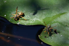 夏天，池塘里荷叶上的黄蜂 