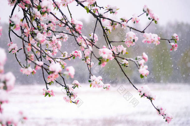 在春天意想不到的降雪中,苹果树绽放在雪地里.花儿在花园里白雪下结冰.