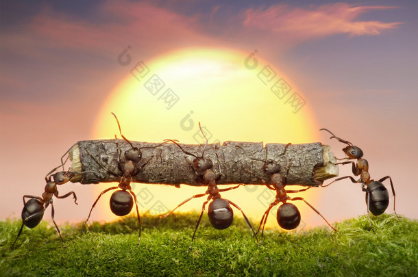 日落，团队合作概念的蚂蚁团队进行日志
