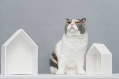 一只没有主人的猫在寻找无家可归的新家