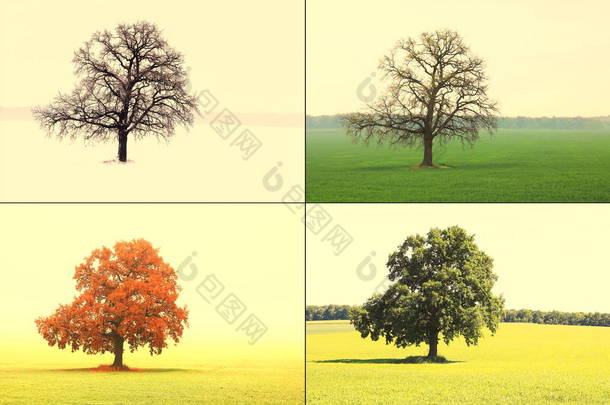 冬天没有雪的树叶，春天没有草的叶子，夏天有绿叶的草地，秋天有<strong>红黄</strong>的叶子，这是四季的象征