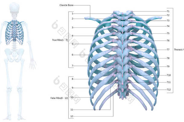 人类骨骼系统的胸骨与详细的标签解剖。3D
