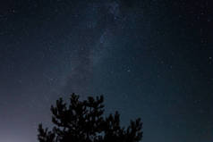 夜间户外场景，松树剪影在星空与乳白色的方式背景