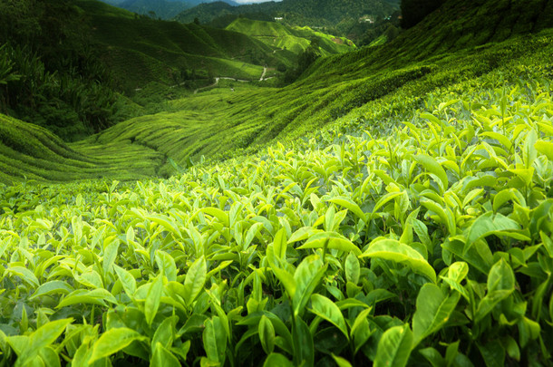 茶园金马伦高原，马来西亚