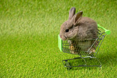 一只棕色可爱的小兔子坐在金属购物车里，绿色的草地背景上。可爱的荷兰小兔和荷兰小兔参加复活节庆祝活动