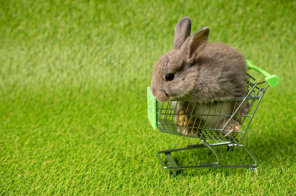 一只棕色<strong>可爱</strong>的<strong>小兔子</strong>坐在金属购物车里，绿色的草地背景上。<strong>可爱</strong>的荷兰小兔和荷兰小兔参加复活节庆祝活动