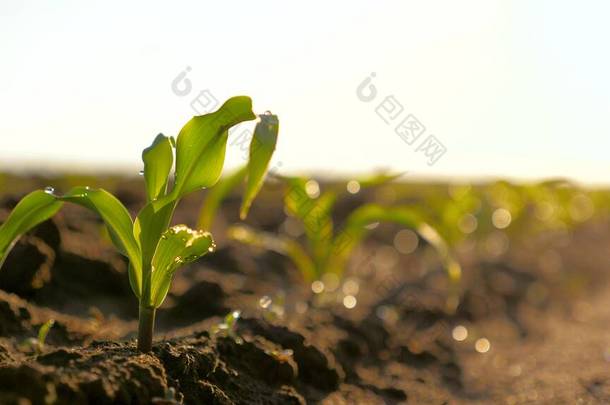 清晨在阳光下种植的玉米小枝上，露珠上滴着露珠。春天里,稻田里的一粒种子从地里长出来.种植玉米。农业企业