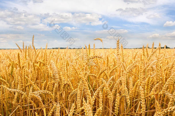 背景蓝云天下的小麦收获期