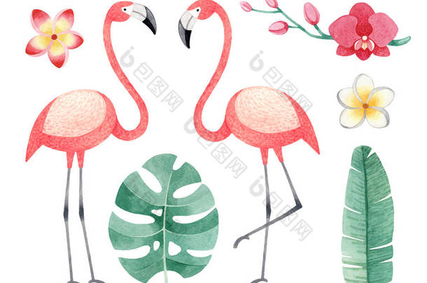 火烈鸟、热带花卉和树叶的水彩插图