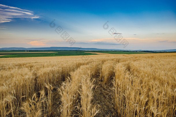 麦田。金黄的麦穗关闭。美丽的大自然日落景观。成熟的草甸麦田的耳朵的背景。丰收的概念