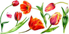 惊人的红色郁金香花与绿叶。手绘植物花。水彩背景插图。被隔绝的红色郁金香例证元素.