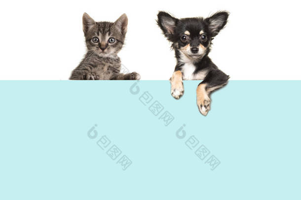 可爱的吉娃娃狗和猫宝贝猫挂肩并肩在蓝色的纸板
