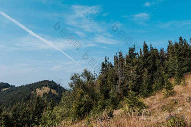 常青松在金色田野附近对天空的全景拍摄 