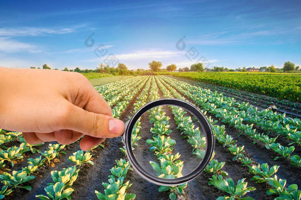 食品科学家检查卷心菜中是否有化学药品和杀虫剂。健康的蔬菜。果树.农业。收获。农业作物。农工业产业结构研究