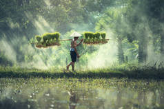 稻作农业，在多雨的季节，农民们种植水稻