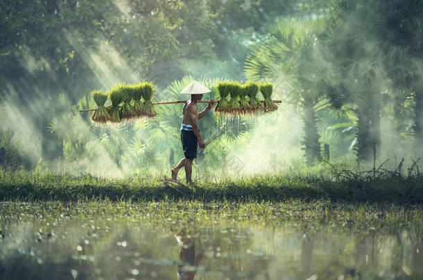 稻作农业，在多<strong>雨的</strong>季节，农民们种植水稻