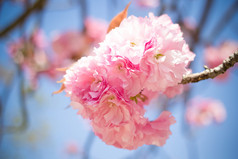 樱花，樱花，在春天的京都