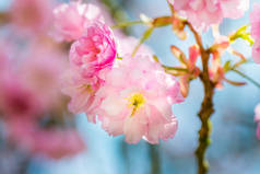 美丽的自然风光与盛开的樱桃树在春天。樱花盛开.  