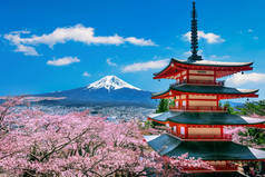 日本的樱花盛开于春天、楚里托塔和富士山.