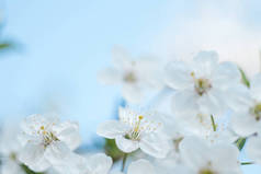 开花的树。花儿在枝头，春天背景的特写镜头。浅景深。软的图片