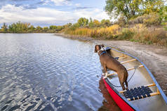坑公牛梗在一个红色的独木舟看东西在湖上, 秋天的风景在科罗拉多州