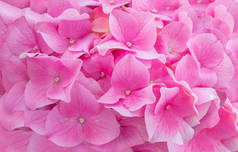 粉红色的花朵背景，美丽的自然花朵花束图案浪漫的情人节和婚礼壁纸背景，夏天和春天的花朵背景