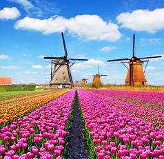 郁金香和风车在荷兰的神奇景观. 