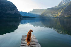 狗在路上。 新斯科舍省在一座木桥上的高山湖畔寻觅。 带着宠物去大自然的旅行