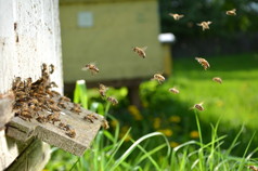 大量的入口处的春季蜂蜂窝蜜蜂