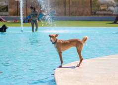 狗在游泳池里玩耍和游泳