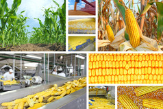 玉米生产、 拼贴