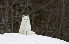 北极狐狸 (狐狸狐) 坐在雪在冬天在加拿大