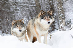 在寒冷的冬天森林里, 两只狼群里的两只巨大的狼