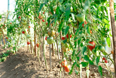 新鲜的番茄灌木丛 