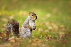 警惕可爱的灰松鼠站在它的后腿, 而喂养的草地覆盖在海德公园, 伦敦, 英国秋季树叶。城市野生动物.